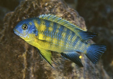 Tropheops sp. 'mauve yellow' Magunga